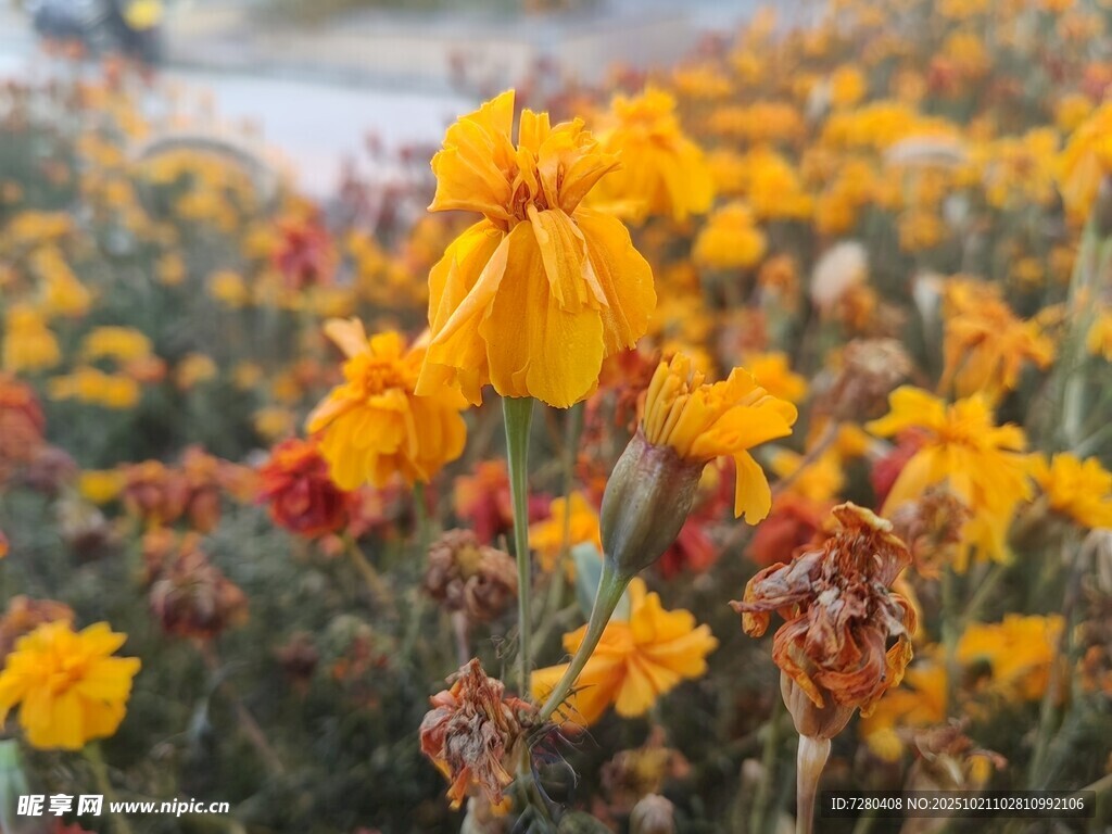 灿烂绽放的黄色花朵
