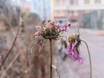 枯萎花朵特写