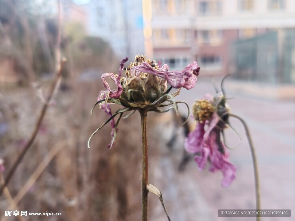 枯萎花朵特写