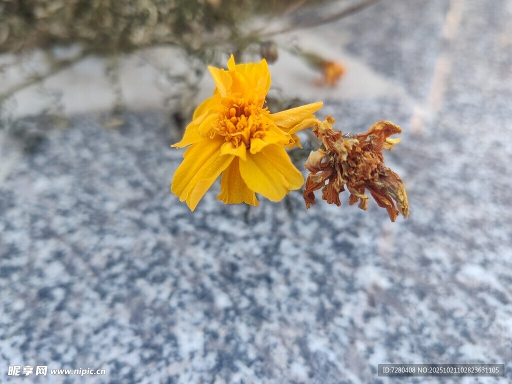 岩石上的黄色小花