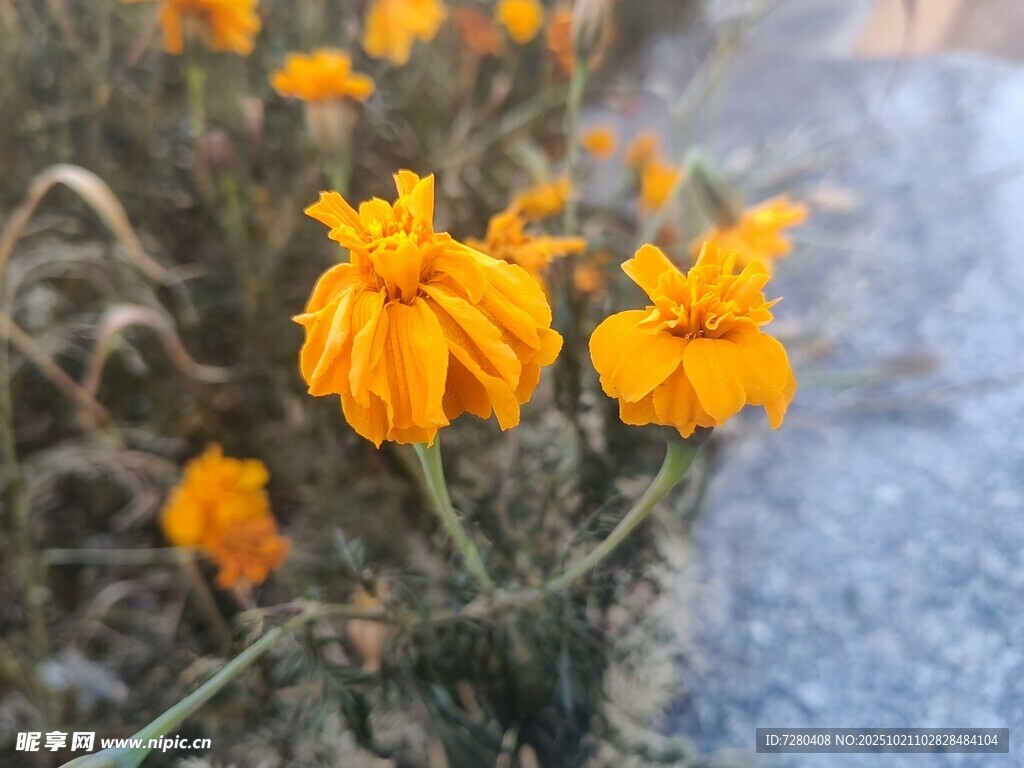 路边绽放的鲜艳橙色花朵