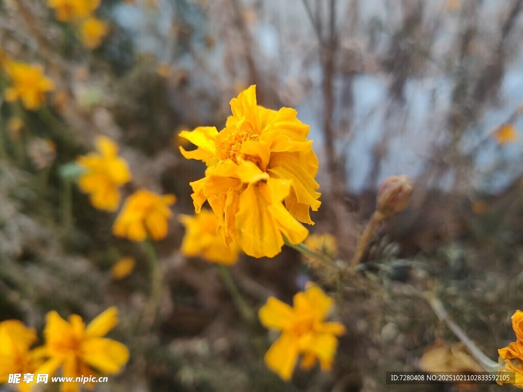 绽放的黄色小花