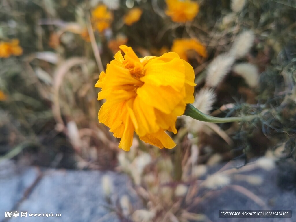 黄色花朵特写