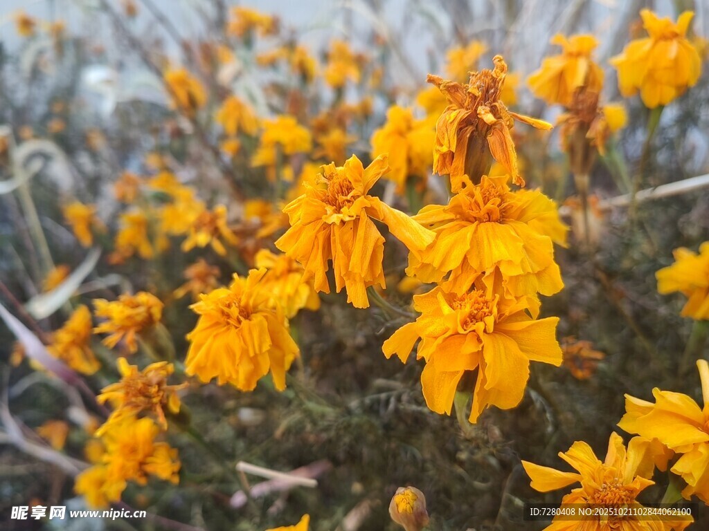 金黄花朵绽放生机