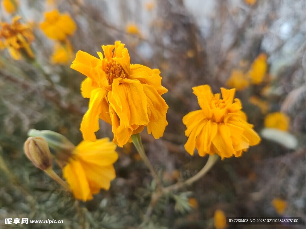 绽放的黄色小花