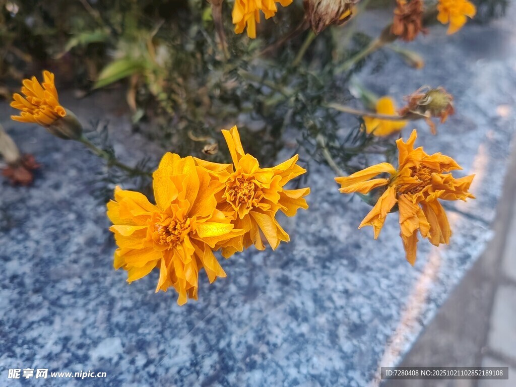 路边绽放的鲜艳黄色花朵