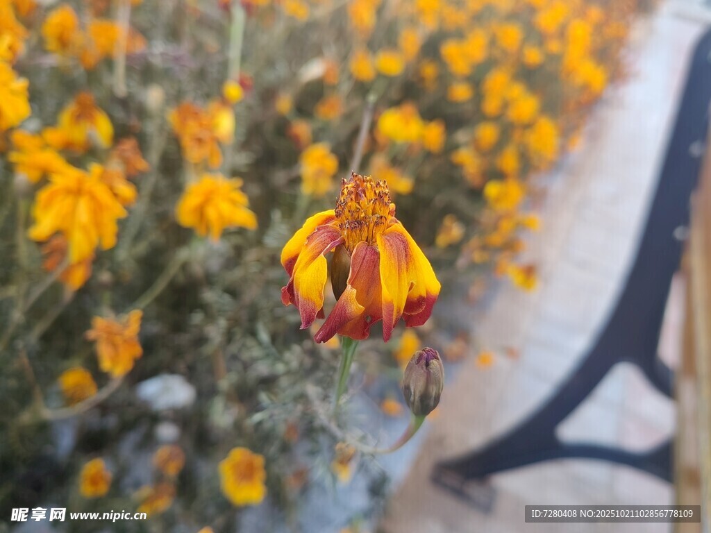 金黄花朵绽放中的艳丽花