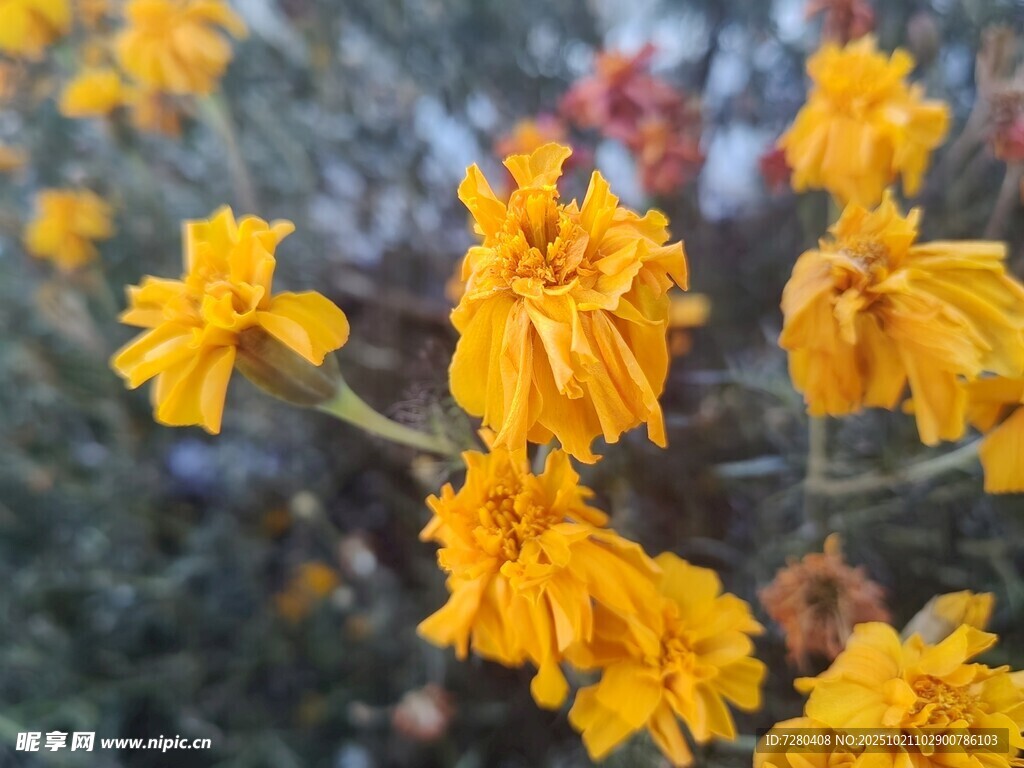 绽放的金黄万寿菊
