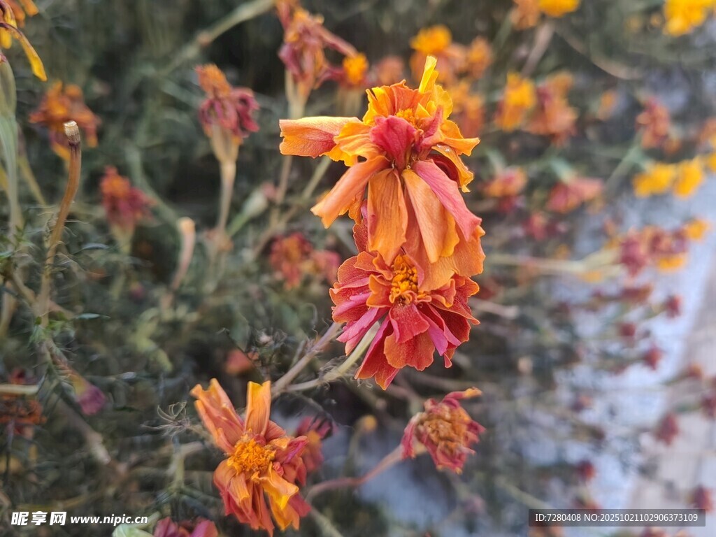 秋日绚烂菊绽放展风姿
