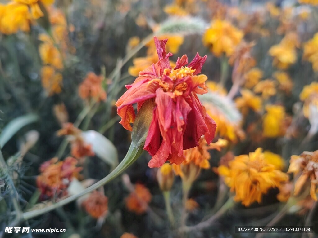 枯萎红花与周边黄花景象