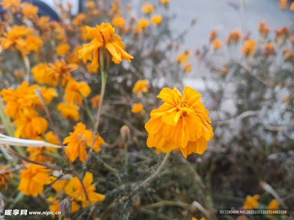 绽放的金黄花朵