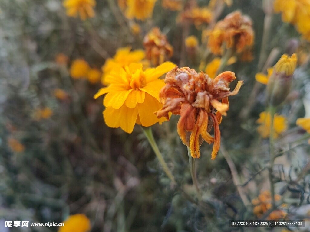 绽放的黄色花朵特写