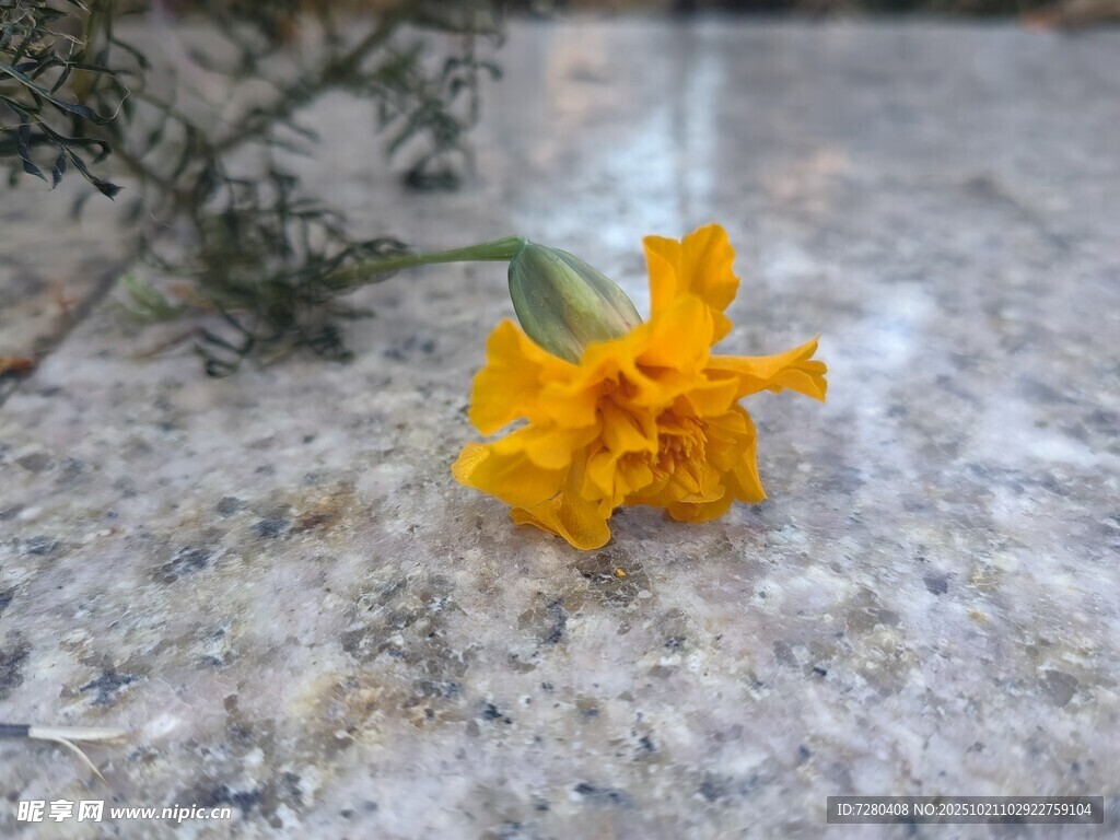 石上绽放的黄色小花