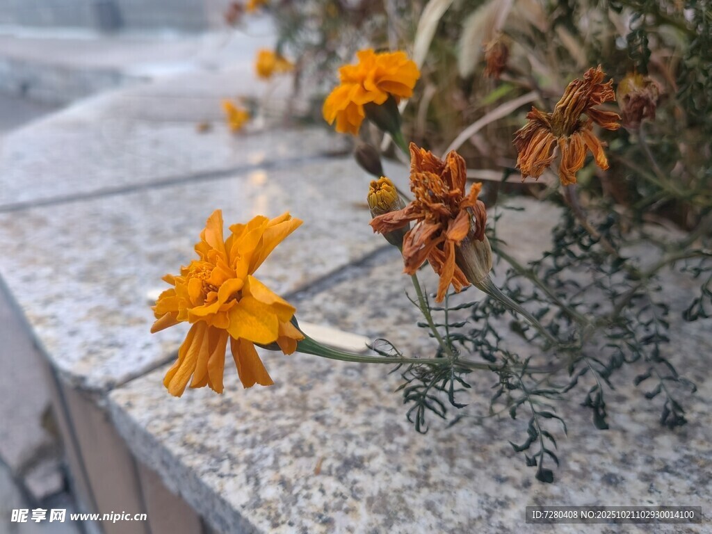 石台上绽放的橙色小花