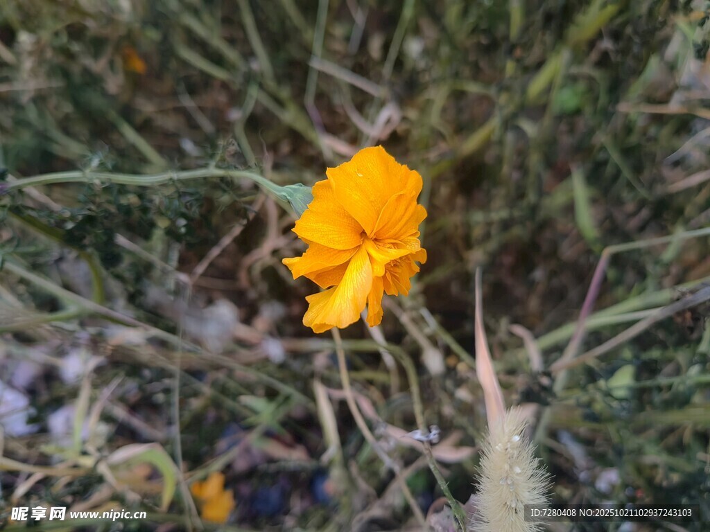 草丛中的黄色小花