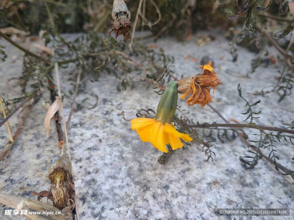 石缝中的明艳小黄花