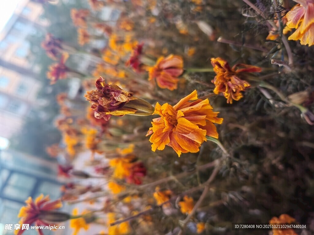 绽放的橙黄色花朵