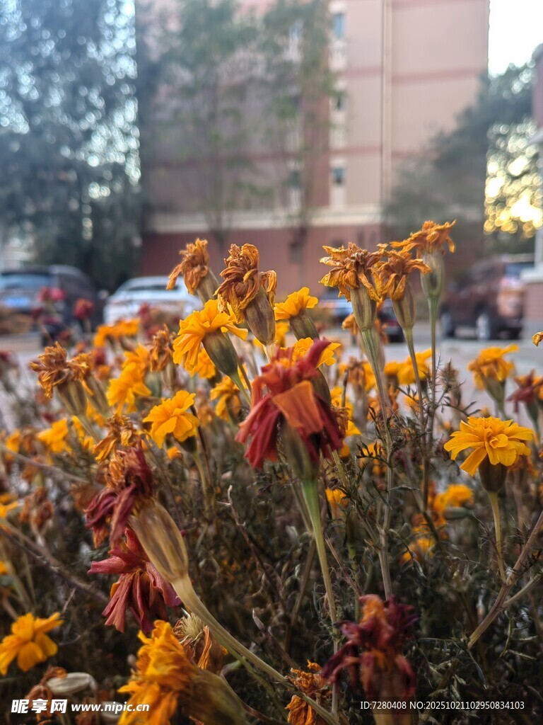 夕阳下的绚烂花卉景观