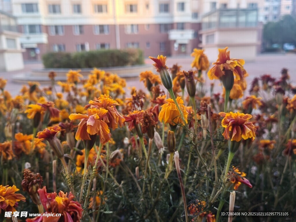 阳光下的绚烂花卉