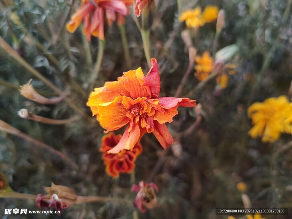 艳丽绽放的多彩花朵