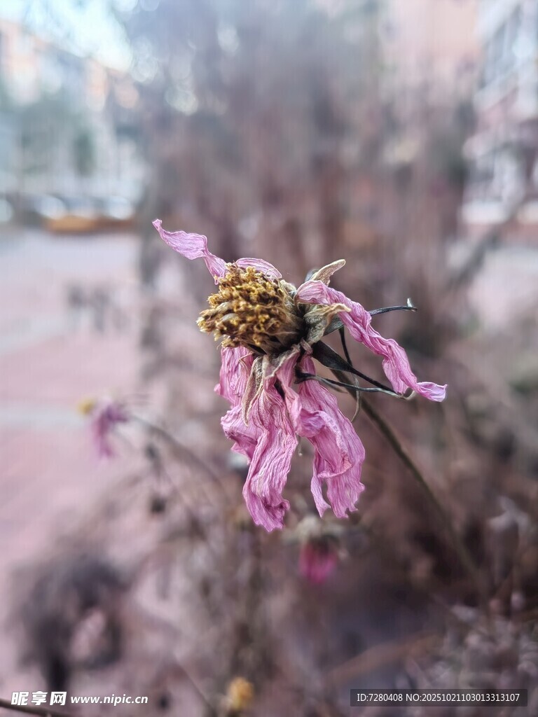 枯萎的粉色花朵特写