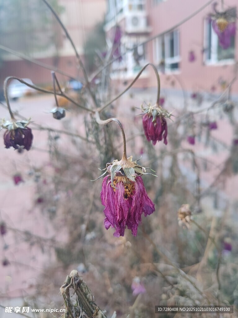 枯萎的紫色花朵特写