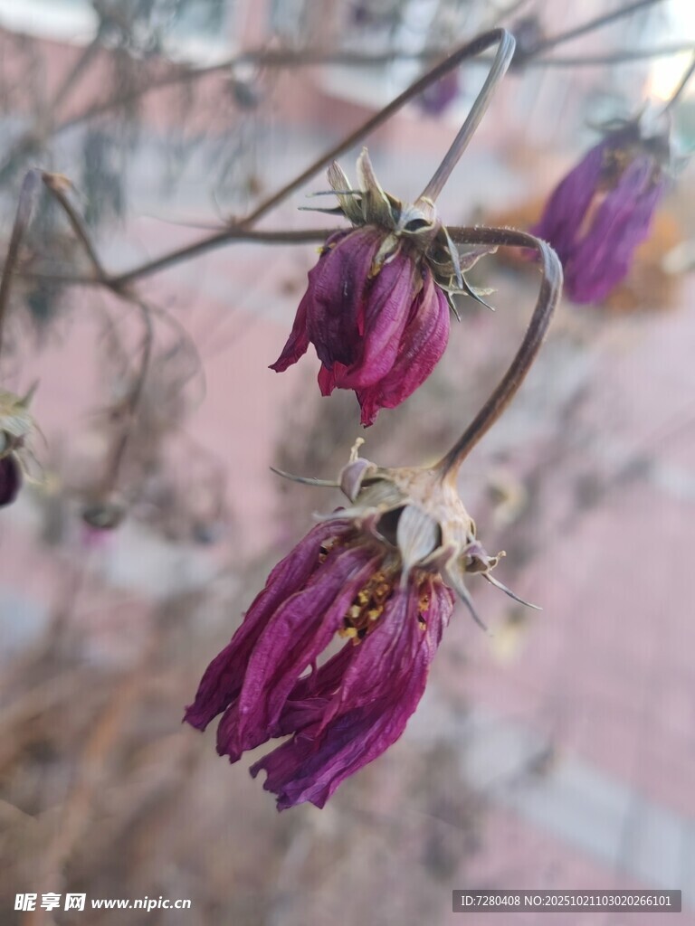 枯萎的紫色花朵特写