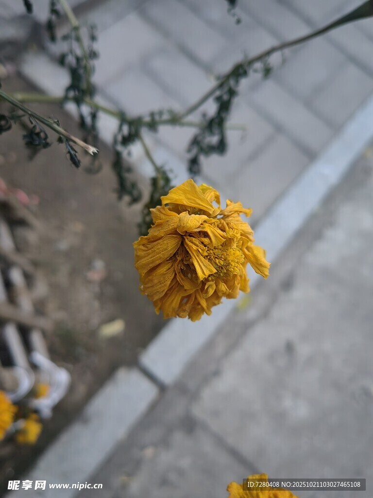 枯萎的黄色花朵特写