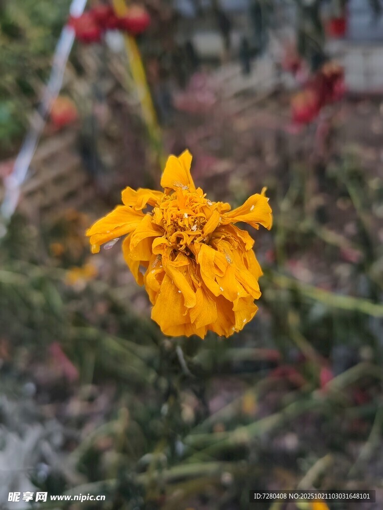 娇艳黄色花朵特写
