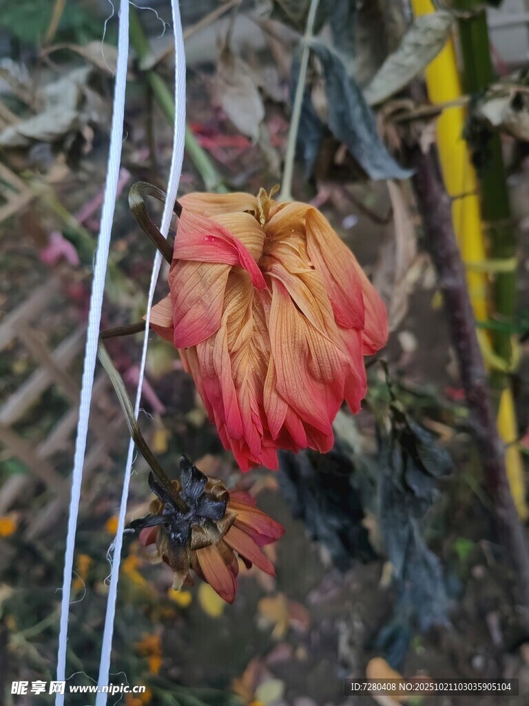 枯萎的红色花朵特写