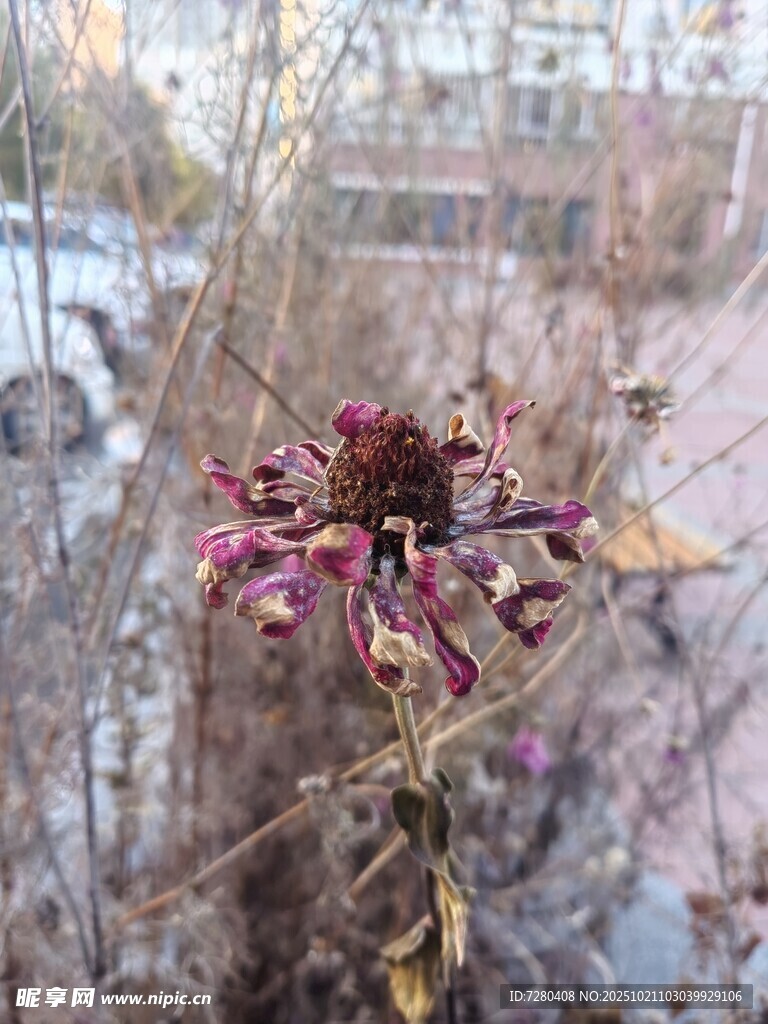 枯萎的花朵