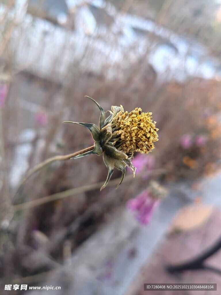绽放的黄色小花
