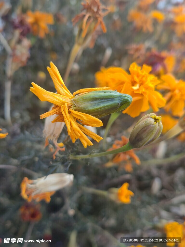 绽放的黄色野花