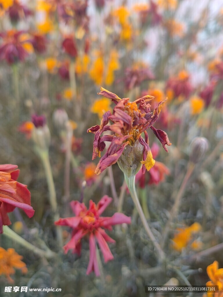 多彩绚烂的绽放花朵