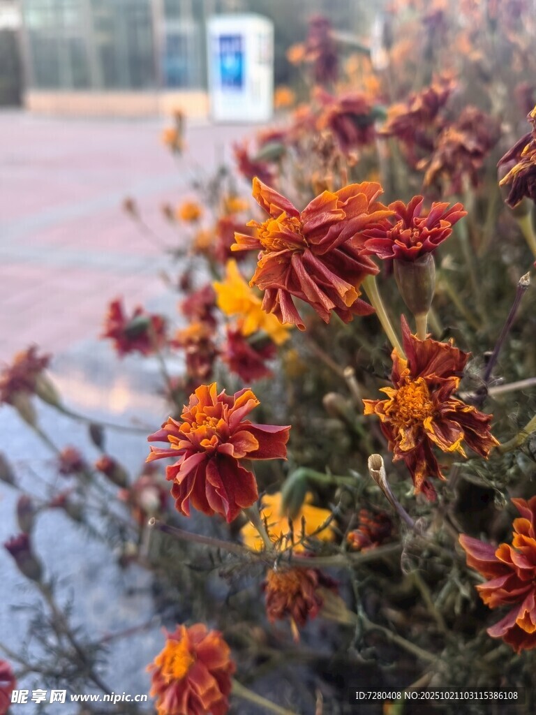 路边艳丽的多彩菊花绽放