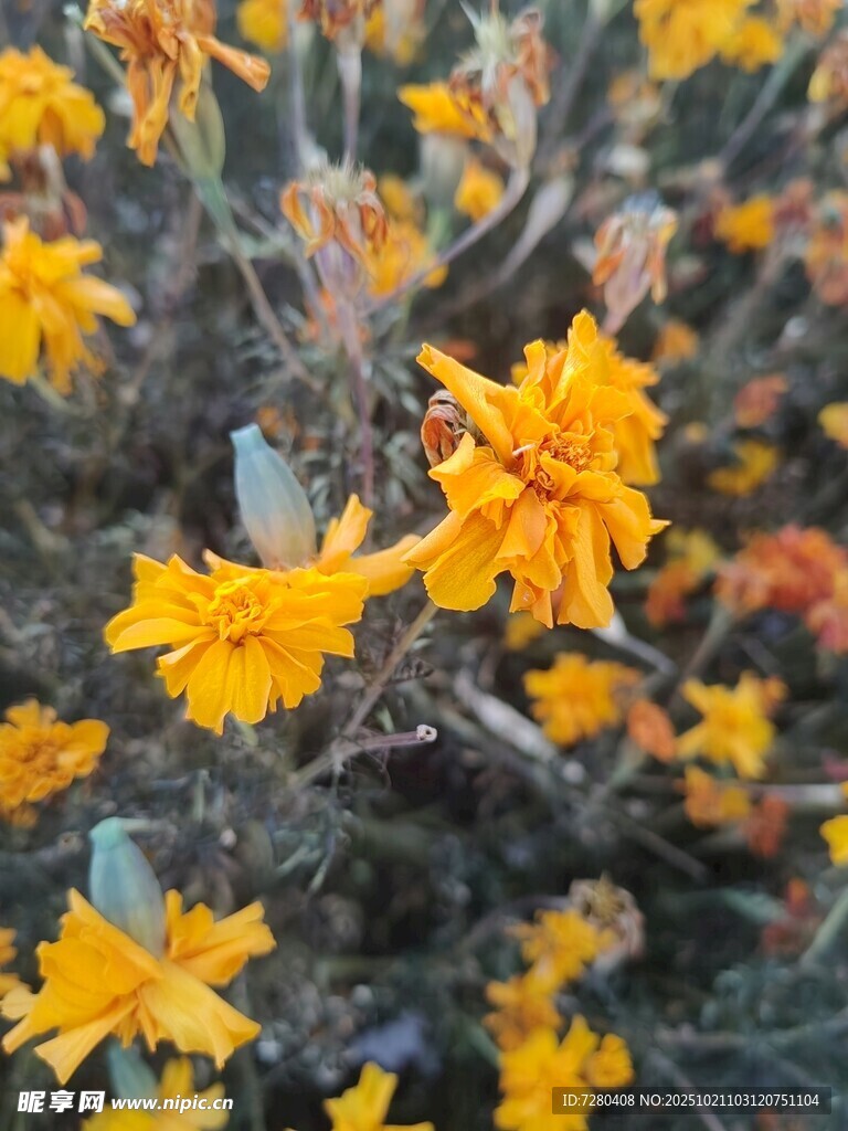 绽放的黄色小花