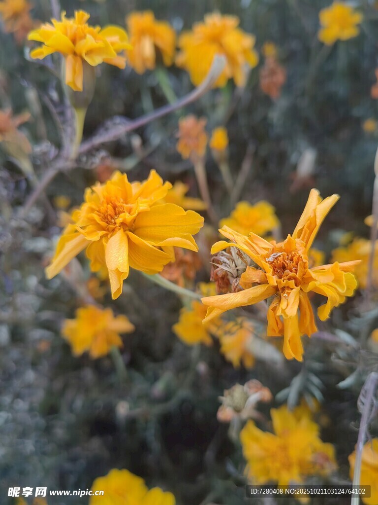 绽放的黄色小花