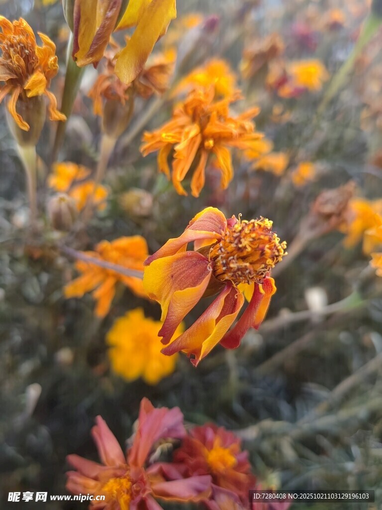 艳丽多彩的绽放花朵