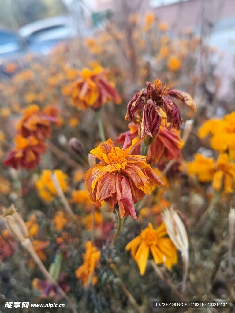枯萎的多彩花朵