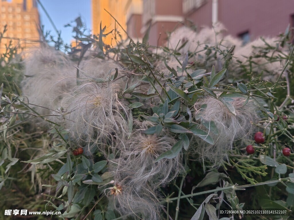 蓬松白色植物特写