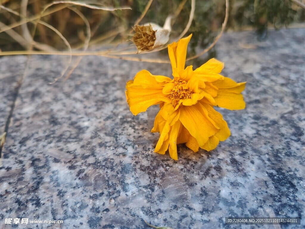 石上绽放的鲜艳黄色小花