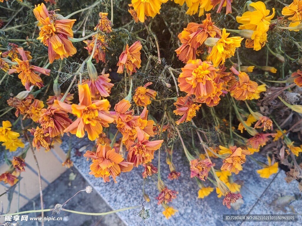 鲜艳绽放的橙黄色花朵