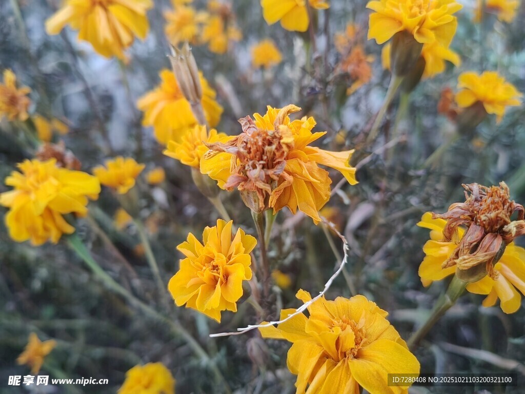 金黄花朵绽放枝头
