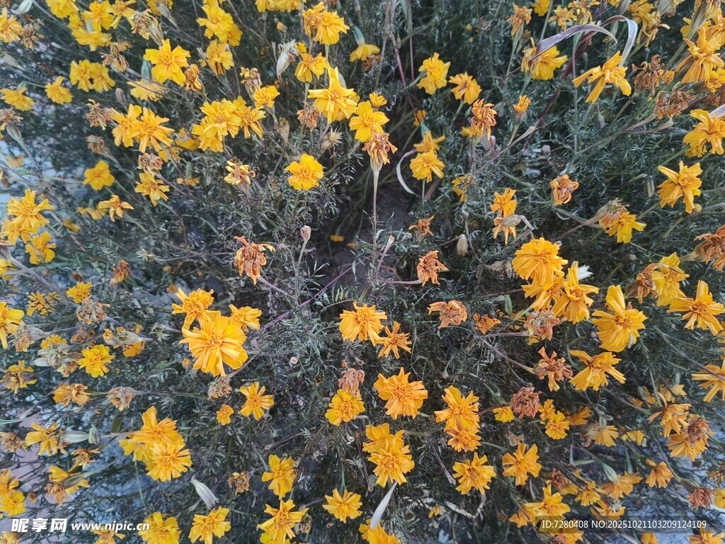 黄色小花簇拥的美丽景象