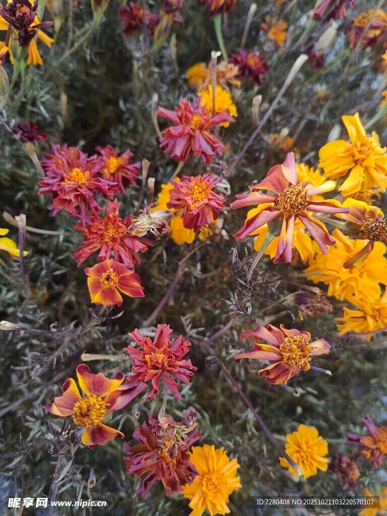 多彩花卉绽放