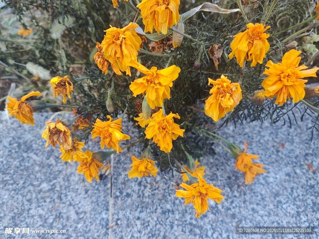 金黄花朵绽放于蓝背景