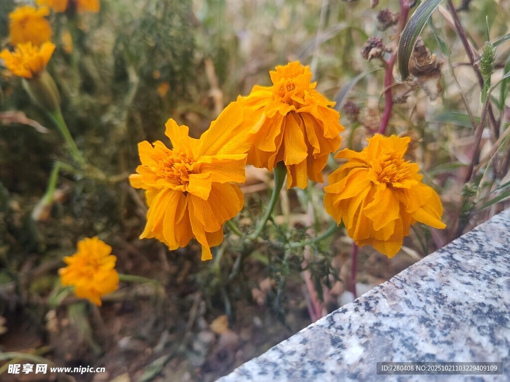 路边绽放的鲜艳黄色花朵