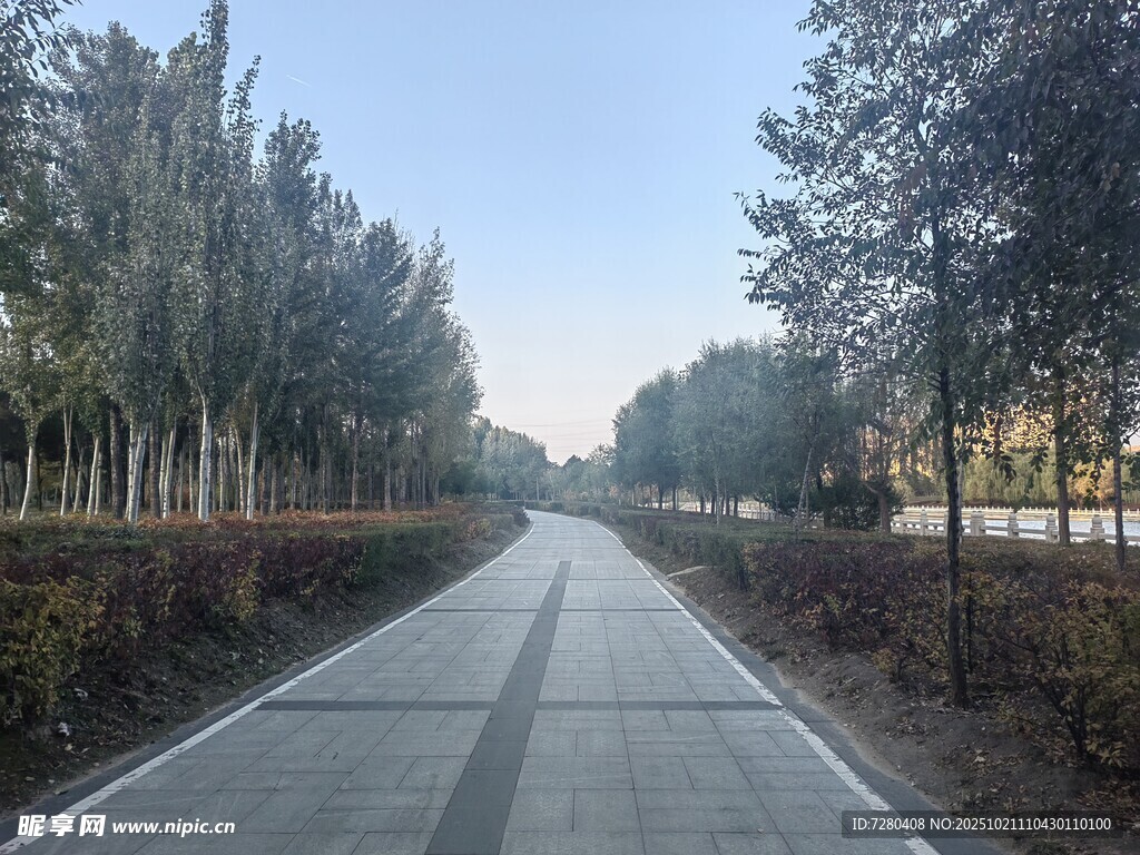 宽阔林荫道宁静自然风景