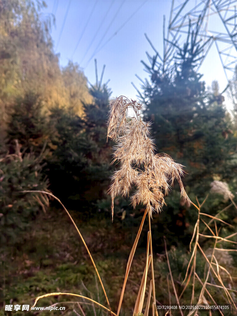 秋日野外的蓬松芦苇