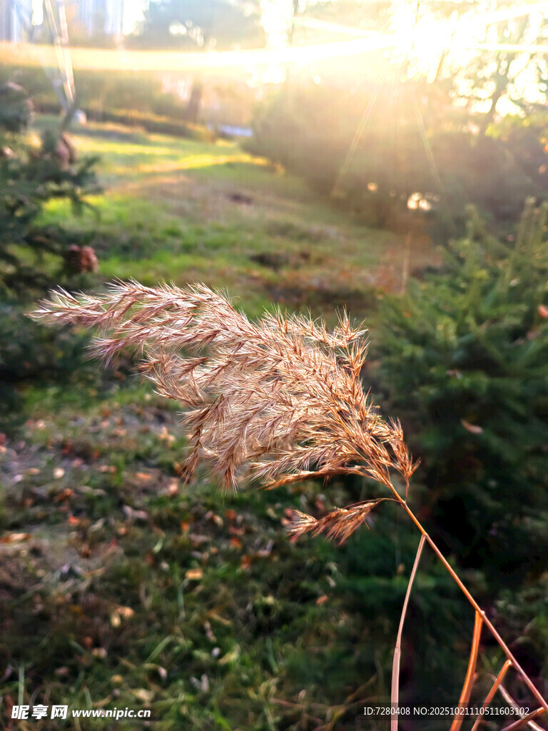 夕阳下的芦苇与绿植景观